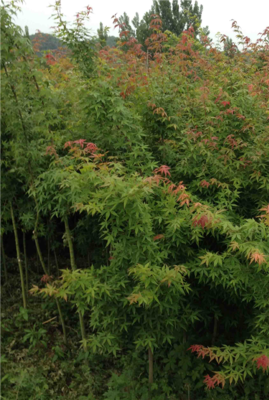 河南鸡爪槭种植基地 打造中原苗木产业新标杆