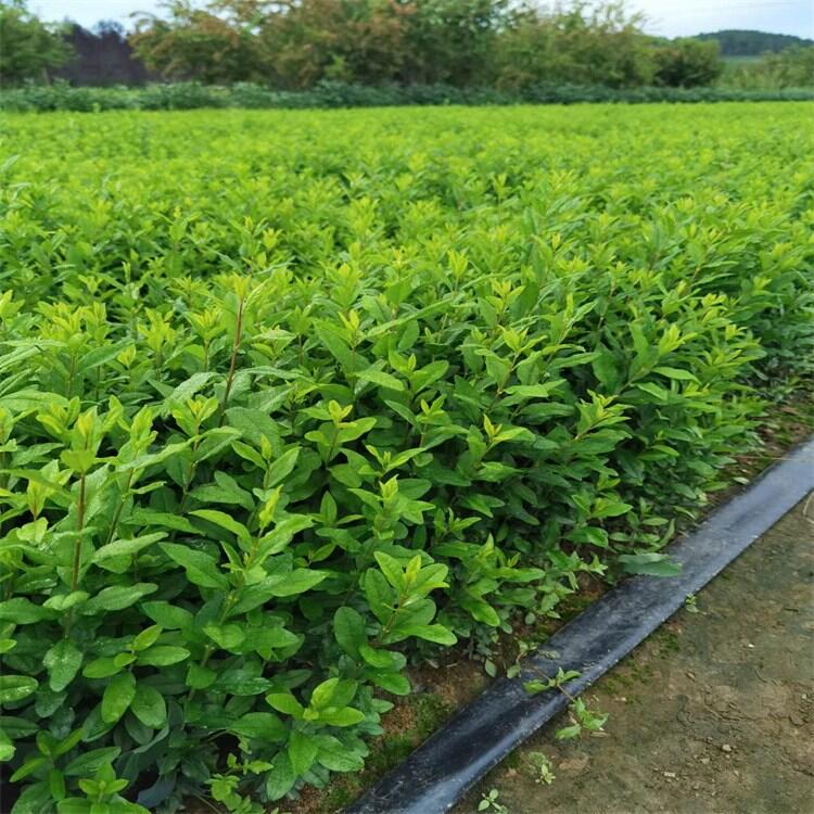 苗木产品信息管理与种植技术指南