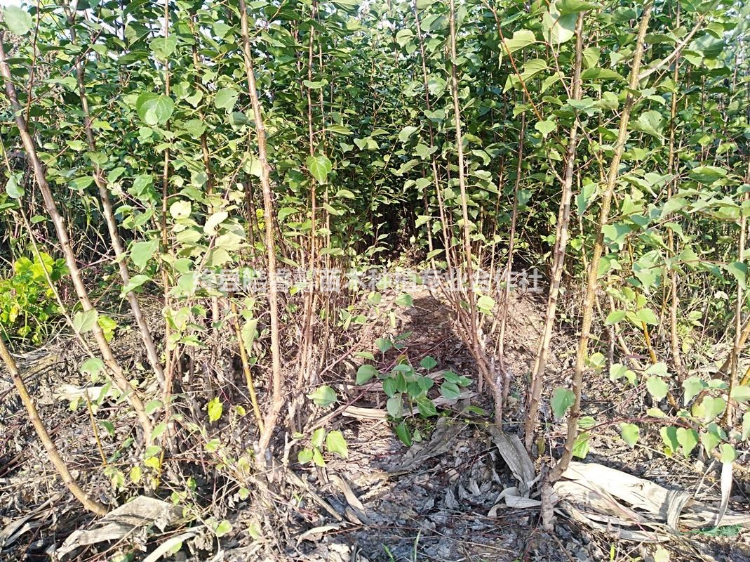 绿色希望的耕耘者——绛县皓睿馨苗木种植专业合作社发展纪实