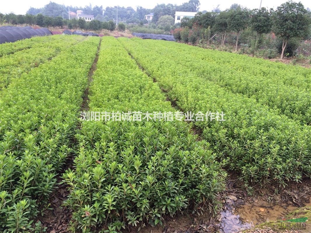 绿满山川，共赢未来——走进浏阳市柏诚苗木种植专业合作社