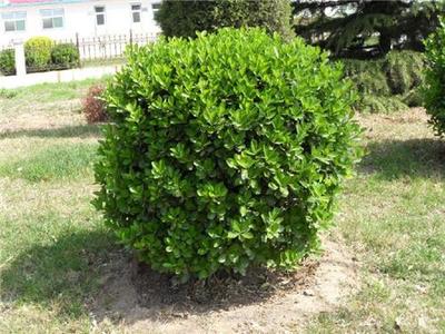 山东冬青球种植基地探秘 淄博增盛苗木的绿色匠心