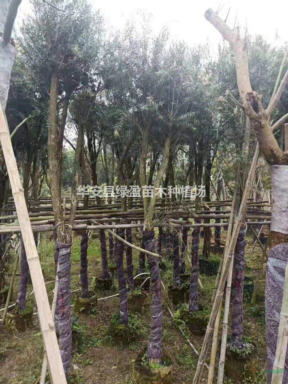 华安县绿盈苗木种植场 做绿水青山的守护者与生态产业的践行者