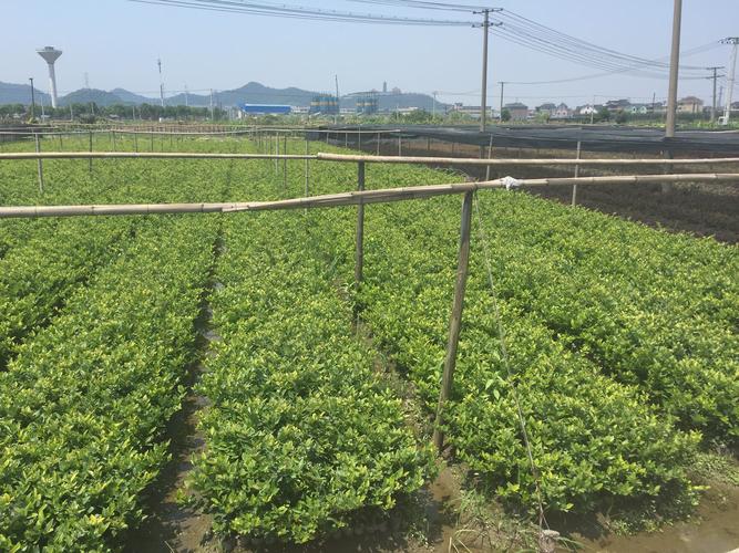 苗木种植入门指南与行情解析