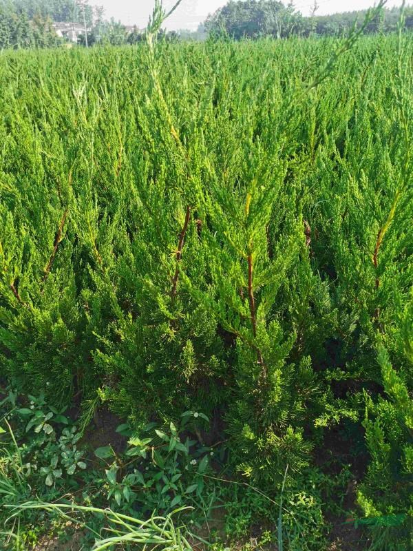沭阳东之泽苗木种植专业合作社