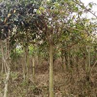 广东湛江福民苗木种植基地