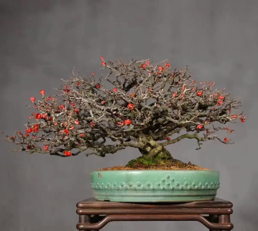 岛国红花一号长寿梅两年半桩!#苗木种植基地 #现场实拍
