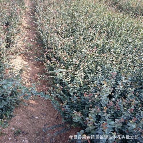 0成交1010棵湖北工厂绿化苗木 道路绿化 厂区绿化 免费设计欢迎来电