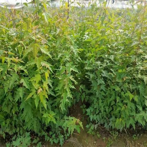 开原市东北苗木种植专业合作社