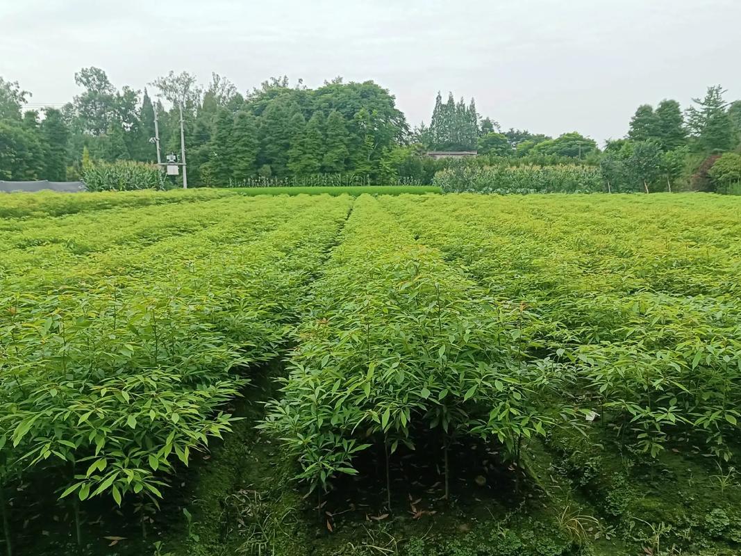苗木种植基地 #自产自销#质量杠杠滴 规格:50