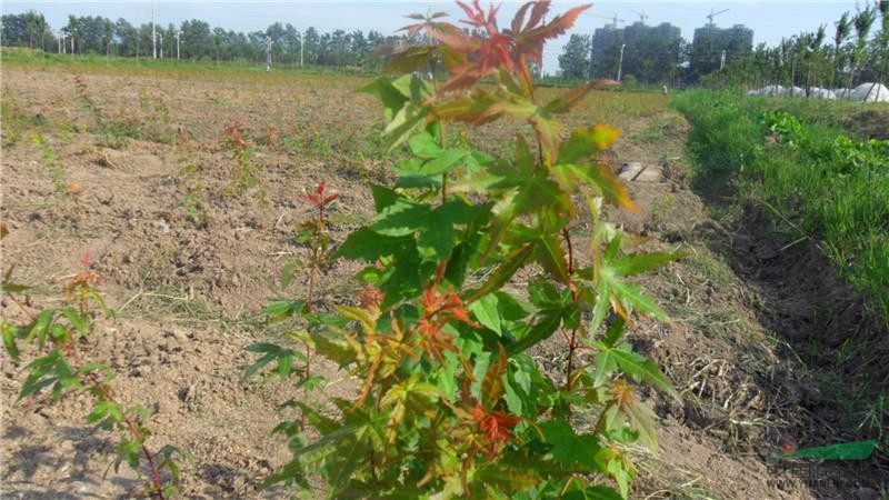 泗洪县彩叶苗木种植专业合作社 以“彩”富民的苗木种植实践